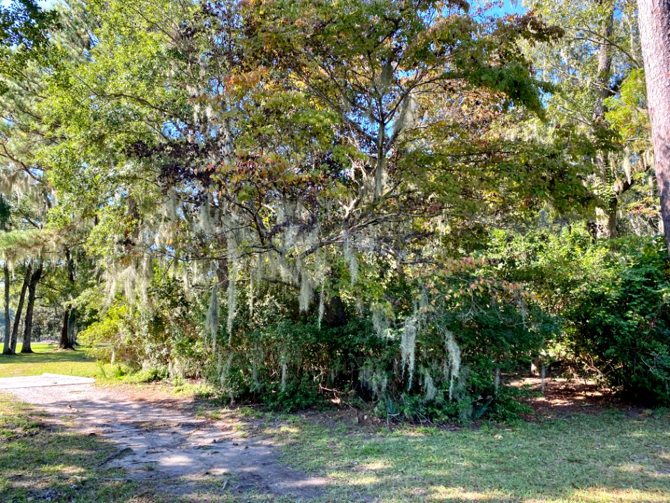 Trees, Drayton Hall, West Ashley, Charleston, SC 