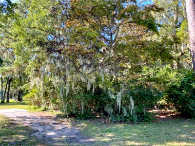 Trees, Drayton Hall, West Ashley, Charleston, SC 