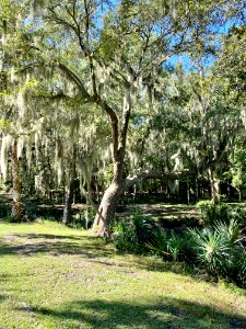 Trees, Drayton Hall, West Ashley, Charleston, SC 
