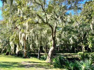 Trees, Drayton Hall, West Ashley, Charleston, SC 