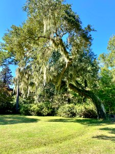 Trees, Drayton Hall, West Ashley, Charleston, SC 