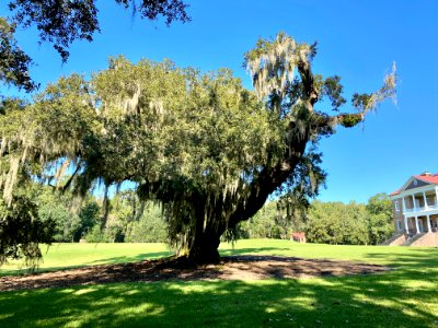 Trees, Drayton Hall, West Ashley, Charleston, SC 