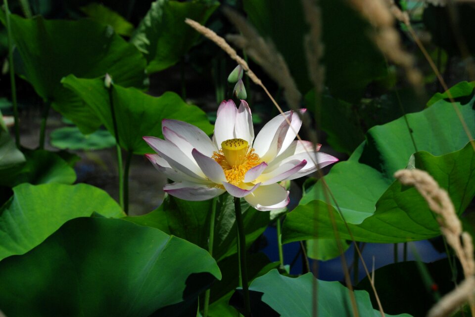 Water garden blossom