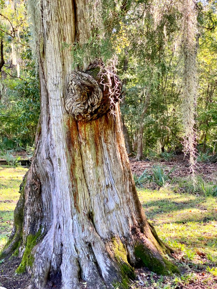 Trees, Drayton Hall, West Ashley, Charleston, SC 