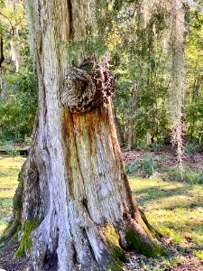 Trees, Drayton Hall, West Ashley, Charleston, SC 