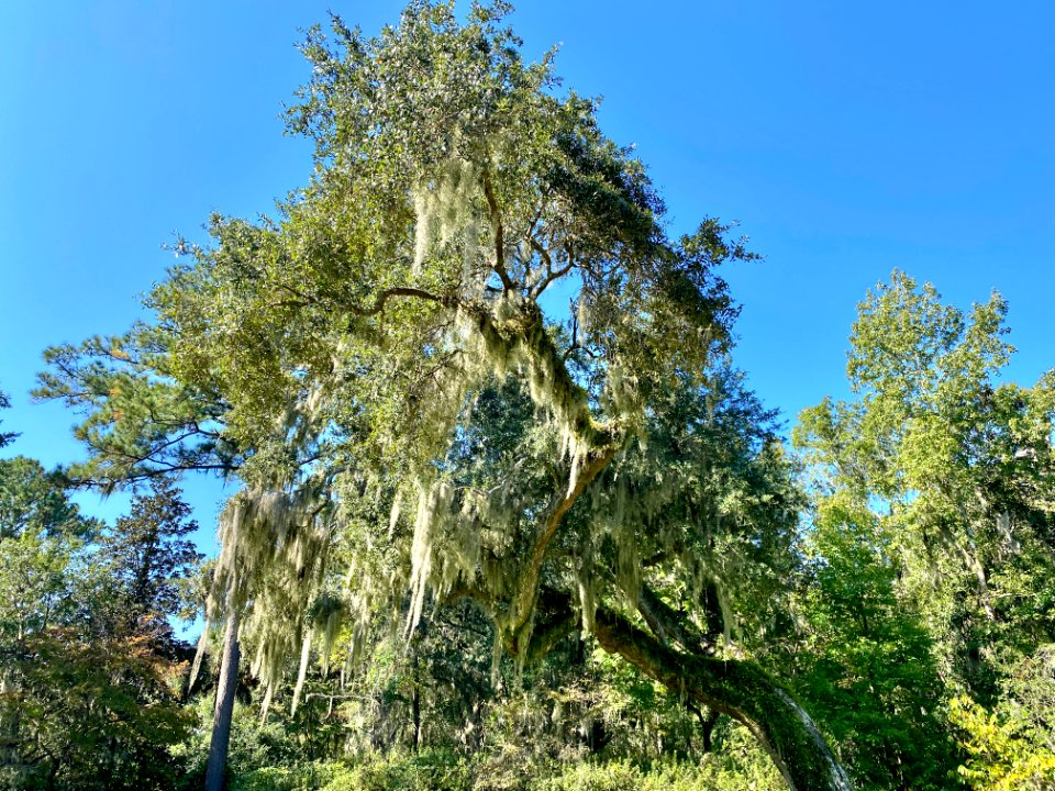 Trees, Drayton Hall, West Ashley, Charleston, SC 