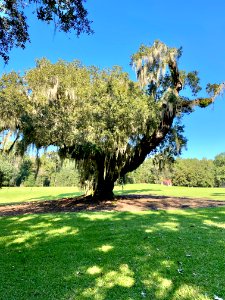 Trees, Drayton Hall, West Ashley, Charleston, SC 