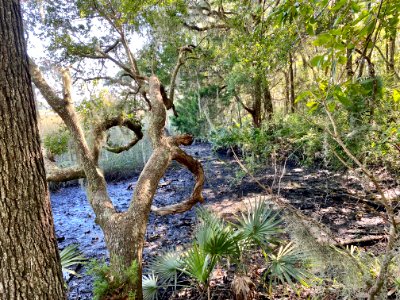 Ashley River, Drayton Hall, West Ashley, Charleston, SC 