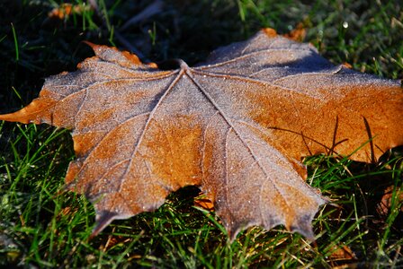 Fallen leaves orange autumn leaves