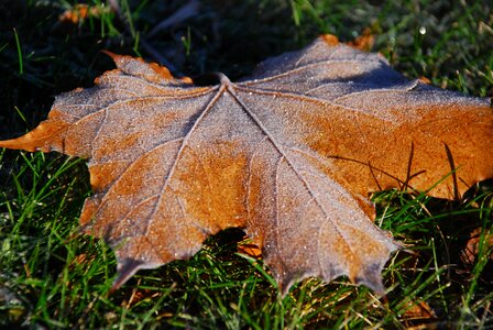 Fallen leaves orange autumn leaves photo