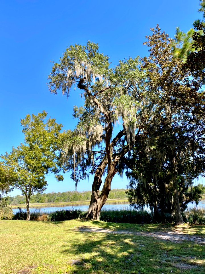 Ashley River, Drayton Hall, West Ashley, Charleston, SC 