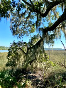 Ashley River, Drayton Hall, West Ashley, Charleston, SC 