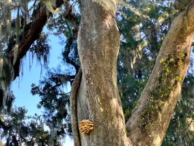 Fungal Growth, Drayton Hall, West Ashley, Charleston, SC 