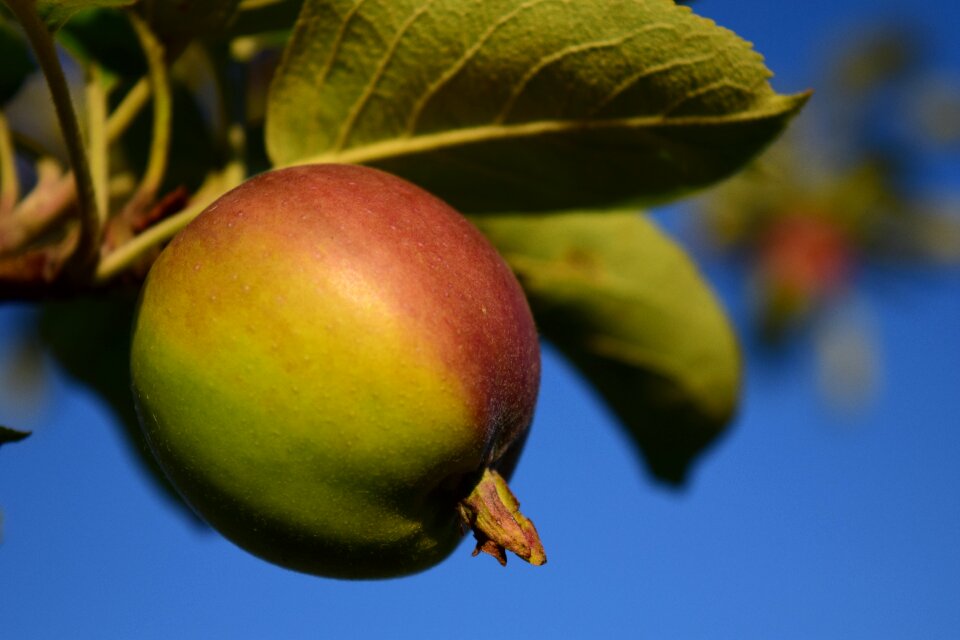 Apple tree leaves healthy