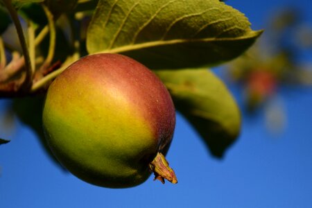 Apple tree leaves healthy