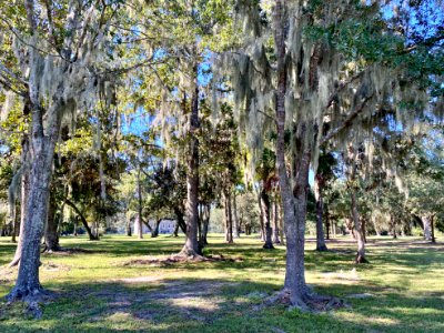 Trees, Drayton Hall, West Ashley, Charleston, SC 