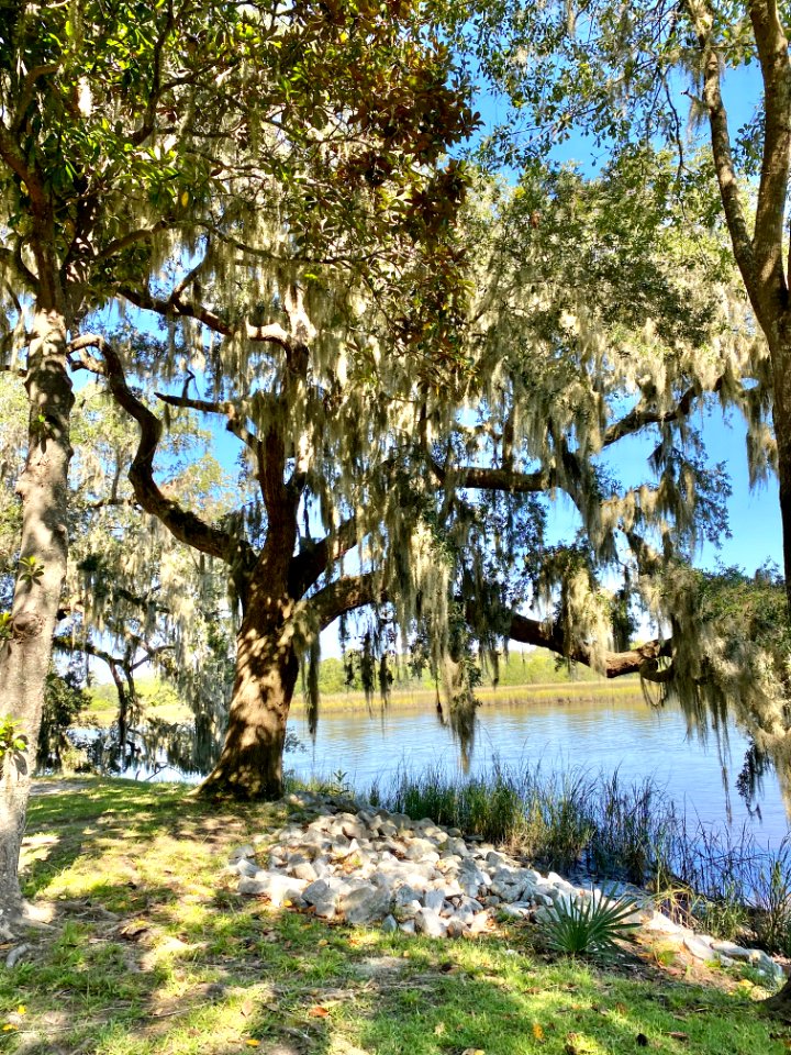 Ashley River, Drayton Hall, West Ashley, Charleston, SC 