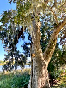 Fungal Growth, Drayton Hall, West Ashley, Charleston, SC 