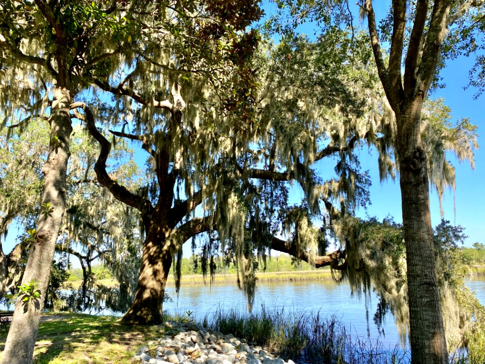 Ashley River, Drayton Hall, West Ashley, Charleston, SC 