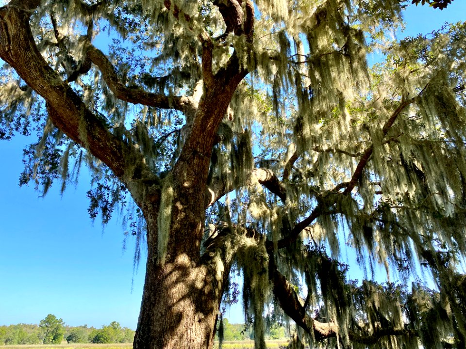 Trees, Drayton Hall, West Ashley, Charleston, SC 