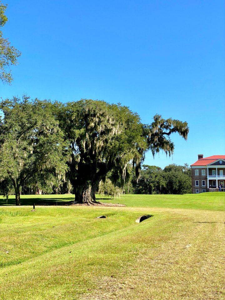 Trees, Drayton Hall, West Ashley, Charleston, SC 