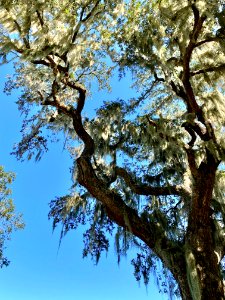 Trees, Drayton Hall, West Ashley, Charleston, SC 