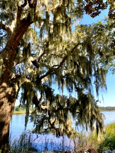 Ashley River, Drayton Hall, West Ashley, Charleston, SC 
