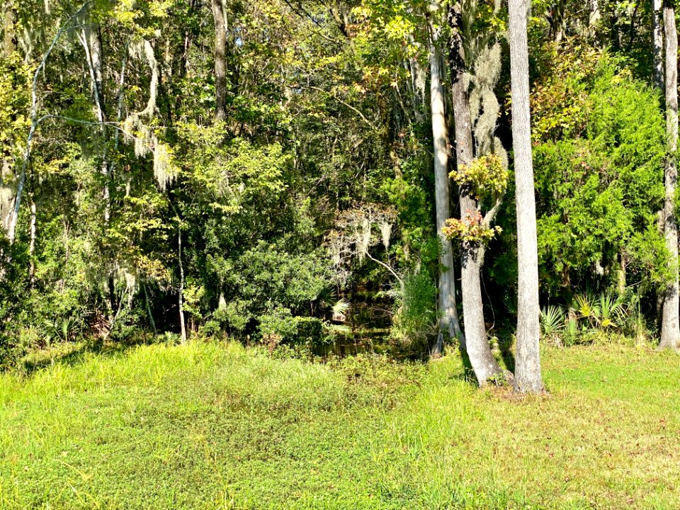 Swampland, Drayton Hall, West Ashley, Charleston, SC 