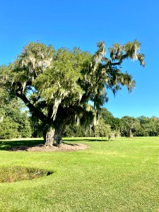 Trees, Drayton Hall, West Ashley, Charleston, SC 
