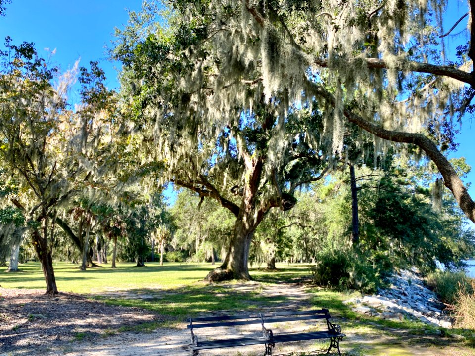 Trees, Drayton Hall, West Ashley, Charleston, SC 