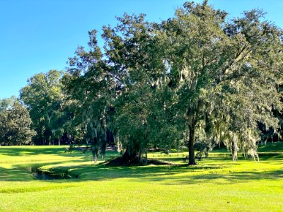 Trees, Drayton Hall, West Ashley, Charleston, SC 