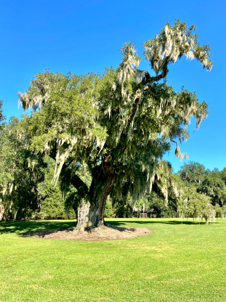 Trees, Drayton Hall, West Ashley, Charleston, SC 