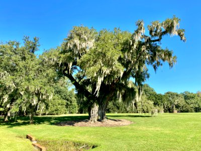 Trees, Drayton Hall, West Ashley, Charleston, SC 