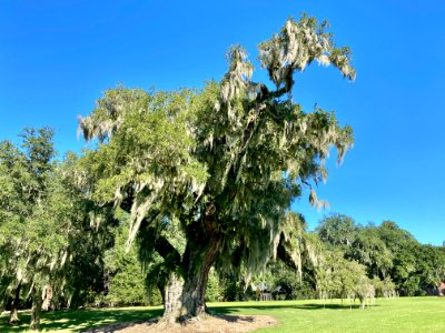 Trees, Drayton Hall, West Ashley, Charleston, SC 
