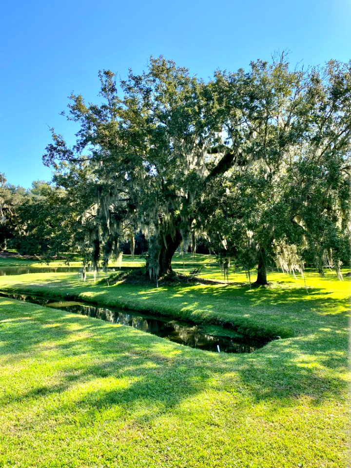 Trees, Drayton Hall, West Ashley, Charleston, SC 