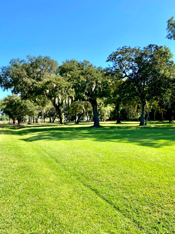 Trees, Drayton Hall, West Ashley, Charleston, SC 