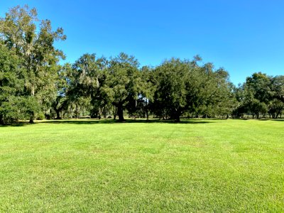 Trees, Drayton Hall, West Ashley, Charleston, SC 