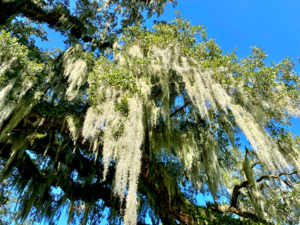 Trees, Drayton Hall, West Ashley, Charleston, SC 