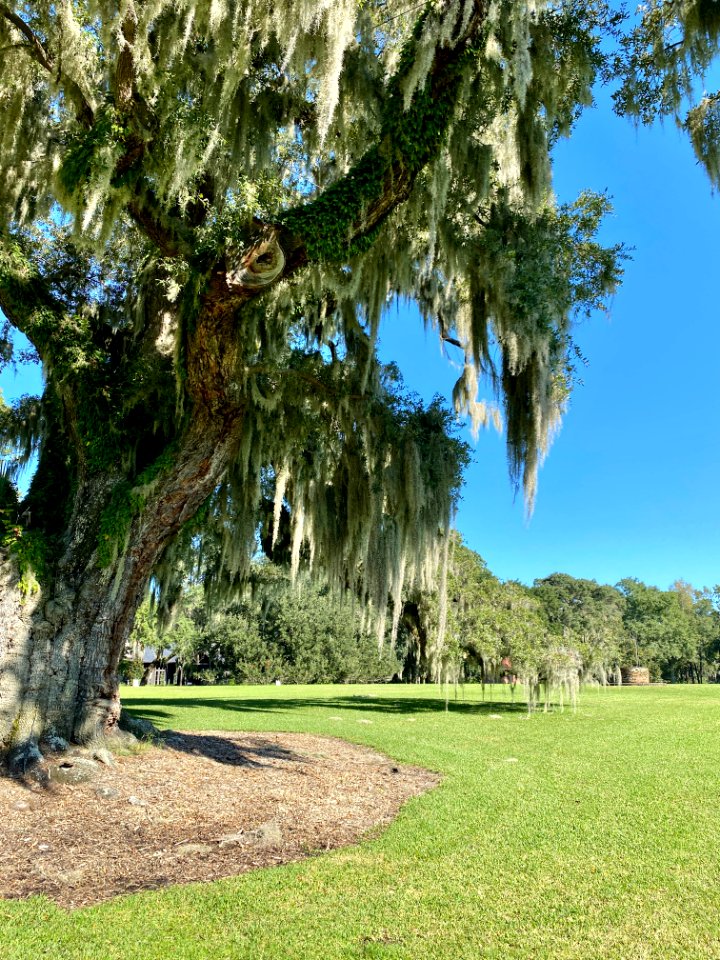 Trees, Drayton Hall, West Ashley, Charleston, SC 