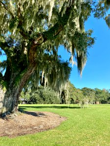 Trees, Drayton Hall, West Ashley, Charleston, SC 