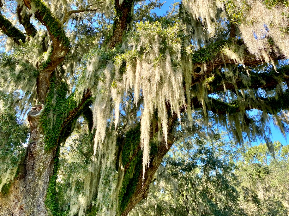 Trees, Drayton Hall, West Ashley, Charleston, SC 