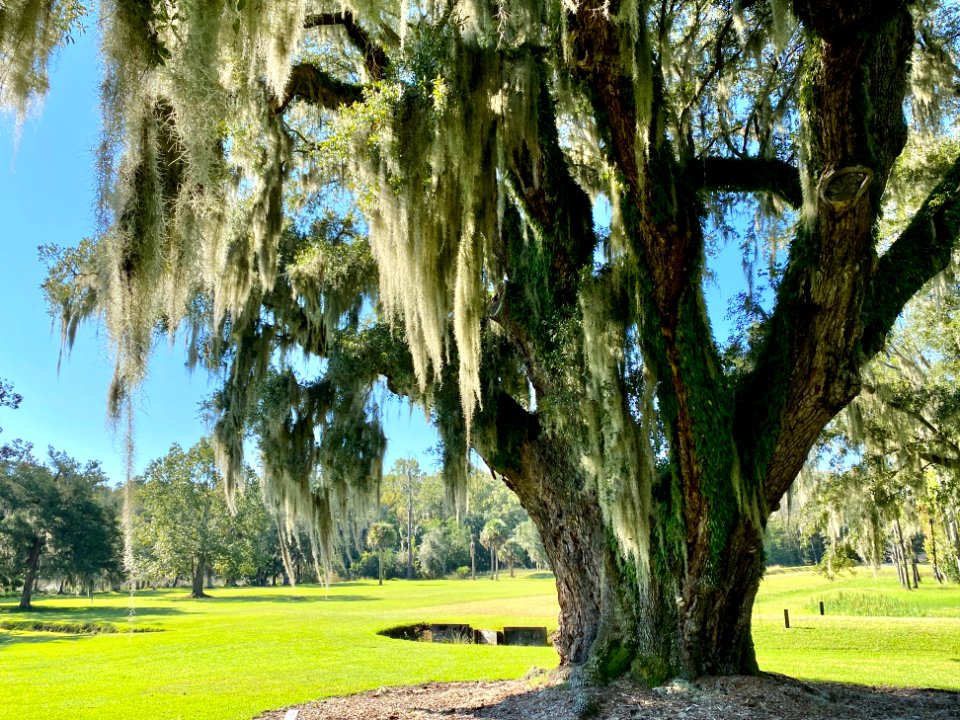 Trees, Drayton Hall, West Ashley, Charleston, SC 