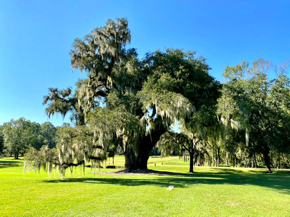 Trees, Drayton Hall, West Ashley, Charleston, SC 