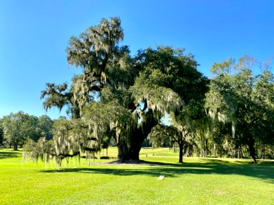 Trees, Drayton Hall, West Ashley, Charleston, SC 