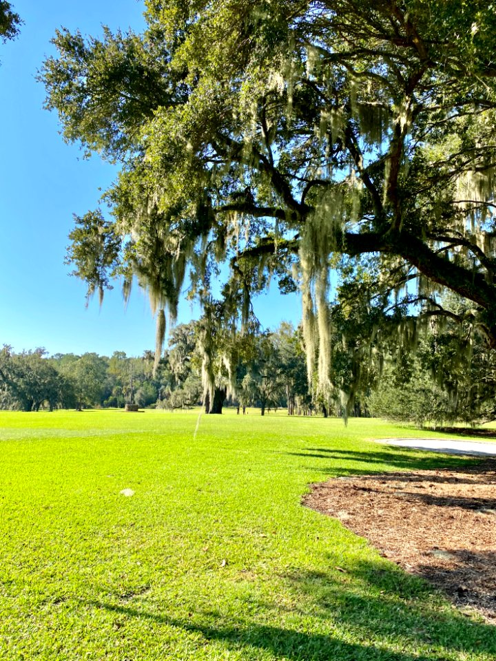 Trees, Drayton Hall, West Ashley, Charleston, SC 