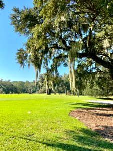 Trees, Drayton Hall, West Ashley, Charleston, SC 