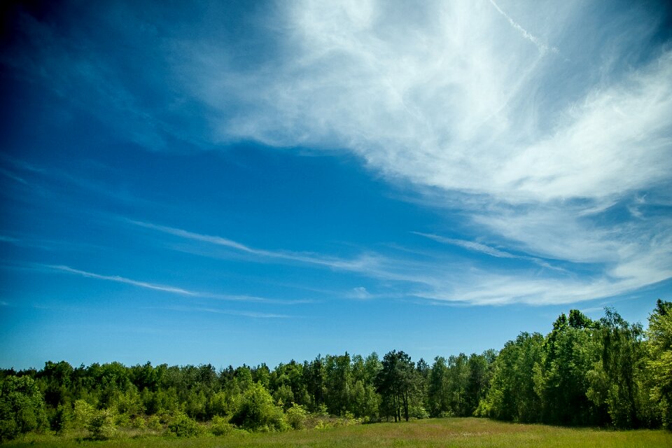 Tree nature colors
