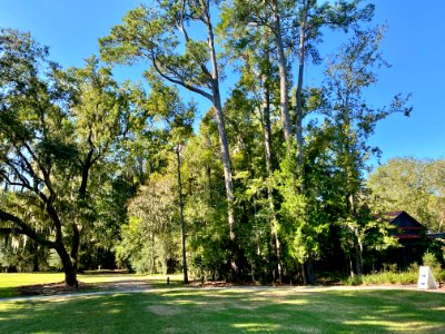 Trees, Drayton Hall, West Ashley, Charleston, SC 