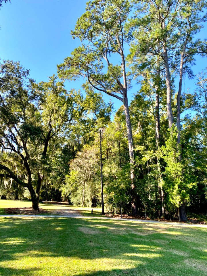 Trees, Drayton Hall, West Ashley, Charleston, SC 