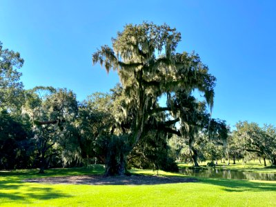 Trees, Drayton Hall, West Ashley, Charleston, SC 